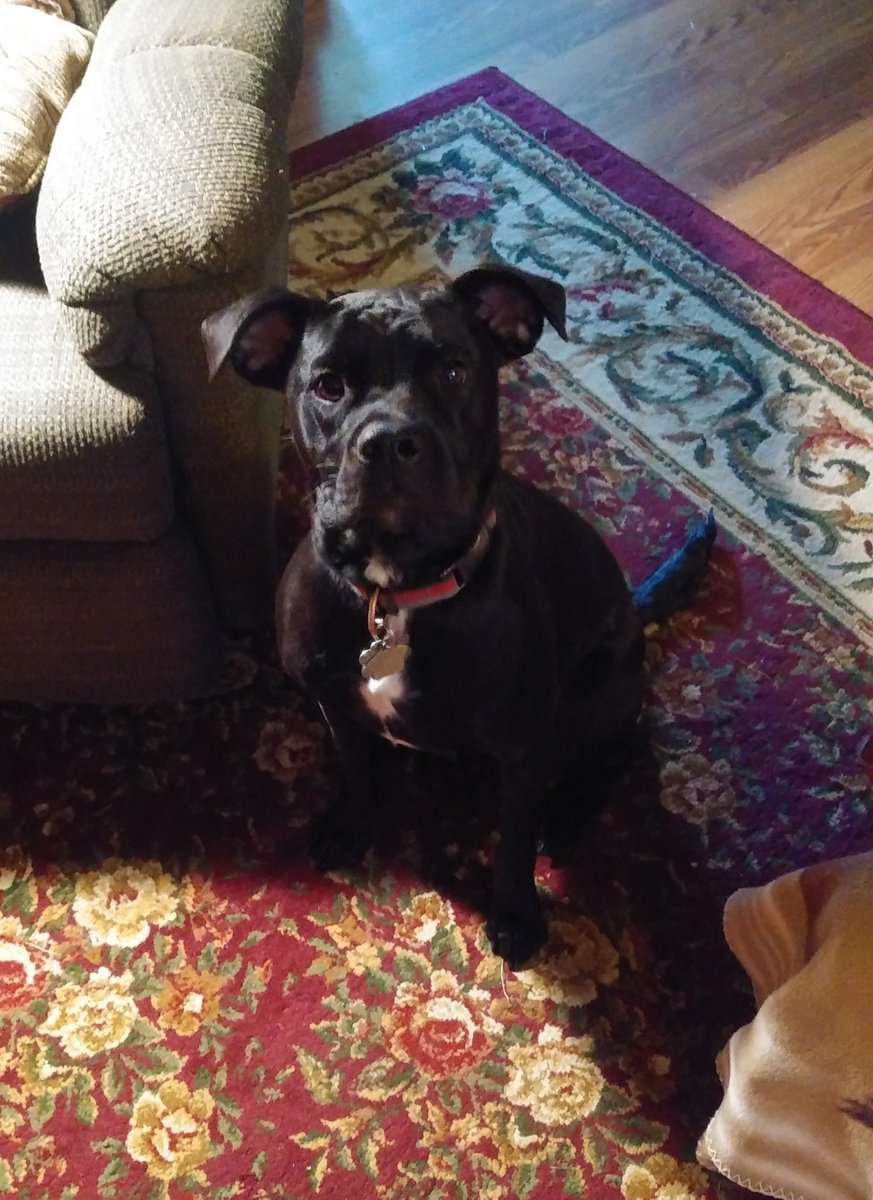 Rando247_236's tweet photo. Happy first birthday to my sweet little puppy!! #puppy #Firstbirthday #birthday https://t.co/GzK0iPkxAY