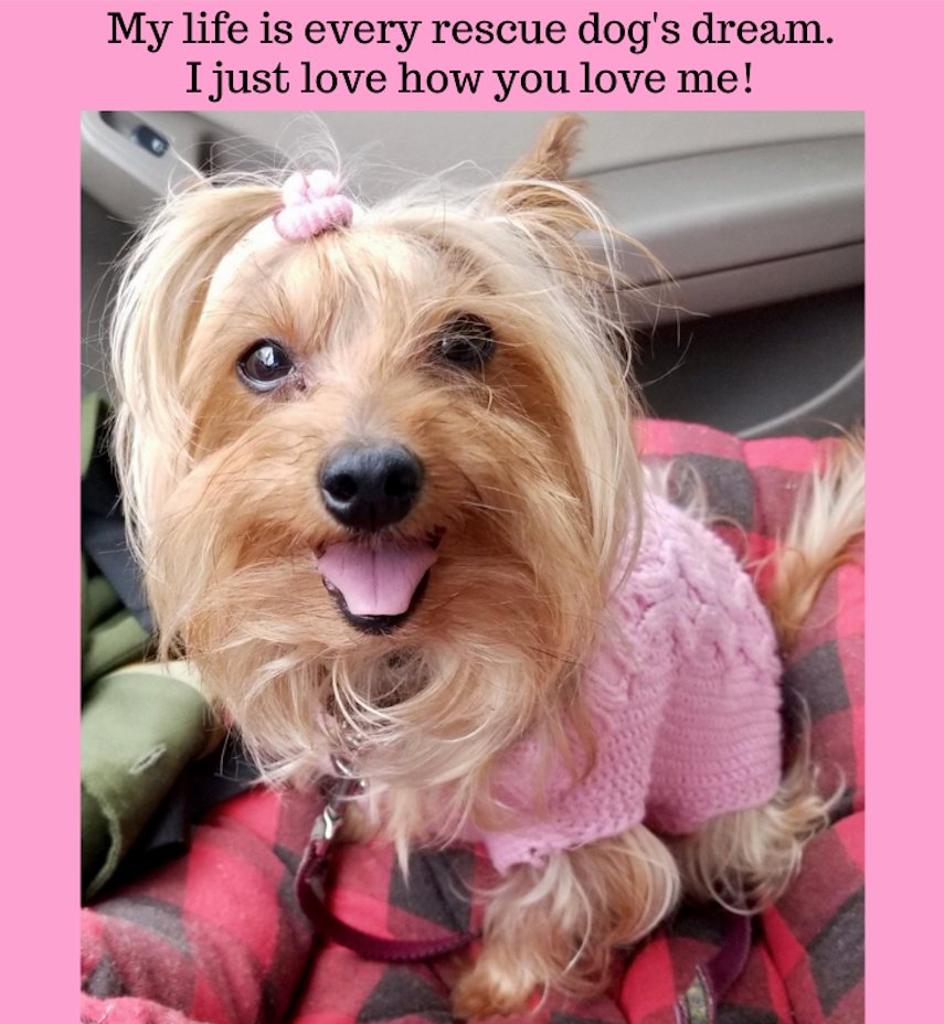 Photo: Ramapo-Bergen Animal Rescue.  "Julie" has a loving home.