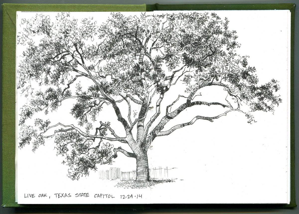 #3underseen I've done lots of nature sketches over the years but I don't think I post them enough. https://t.co/GU5QIcukGR 