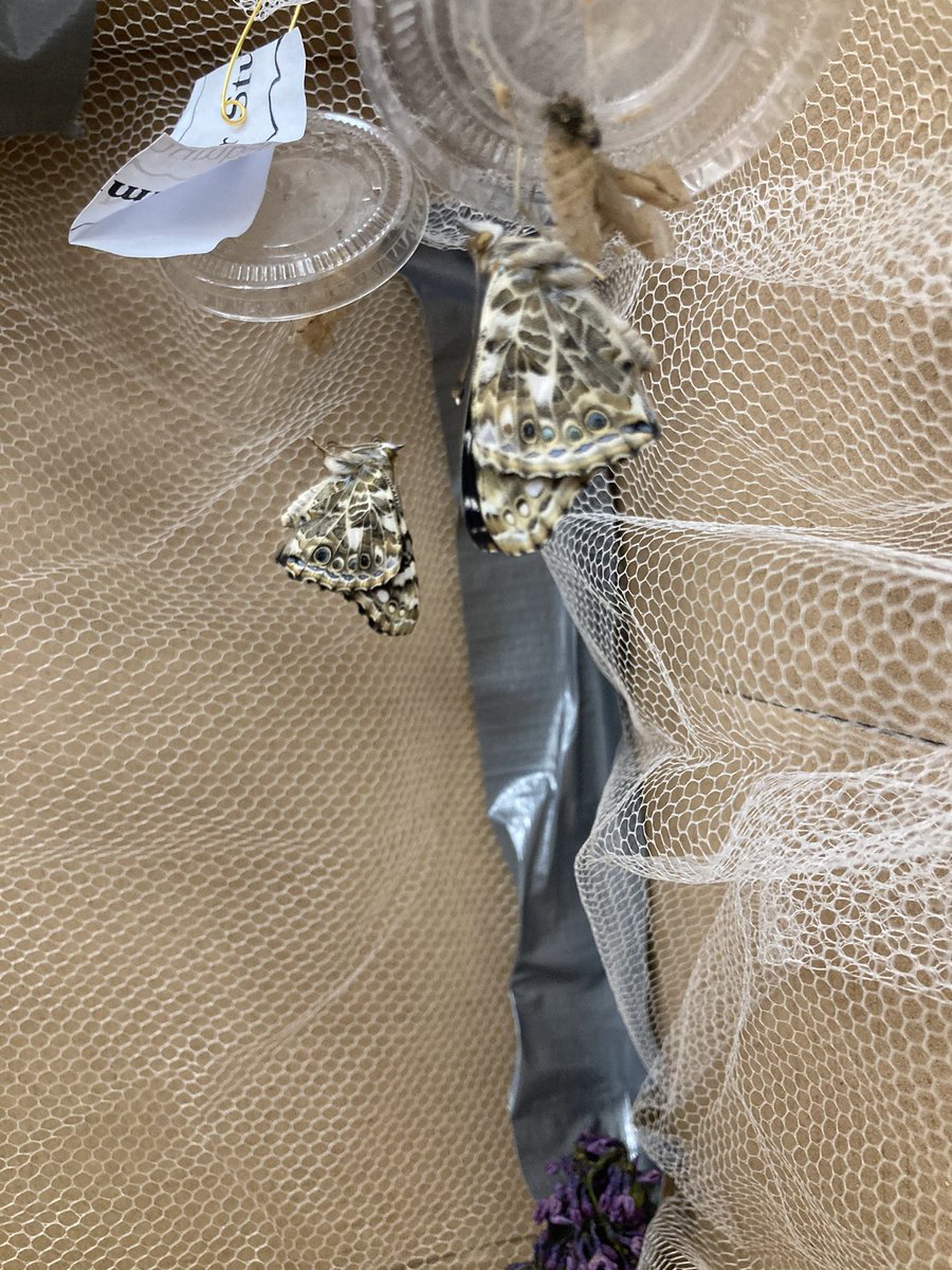 GwenKeith17's tweet photo. Look what happened while we were outside at track meet! #butterfly #science #csd71 #byemoorschool https://t.co/LM6yCK1fFY
