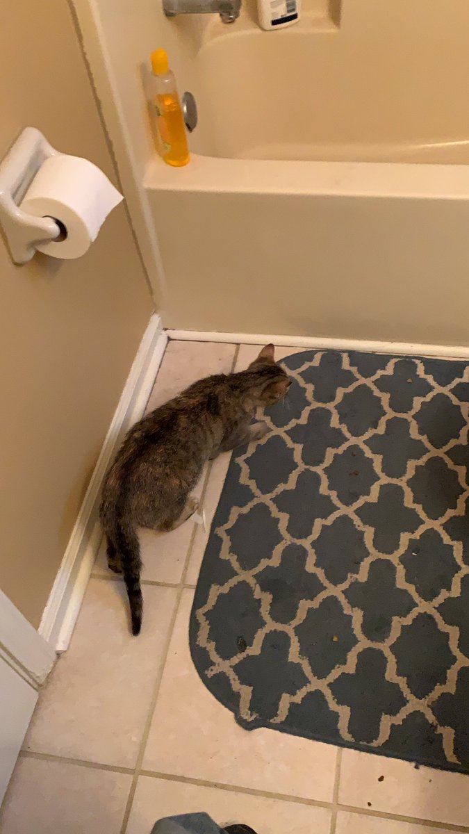ThatCRXguy85's tweet photo. @TradesTrey She’s dry and moving now.    Found out she’s pregnant.    🙄 https://t.co/n0ytrAJbrP