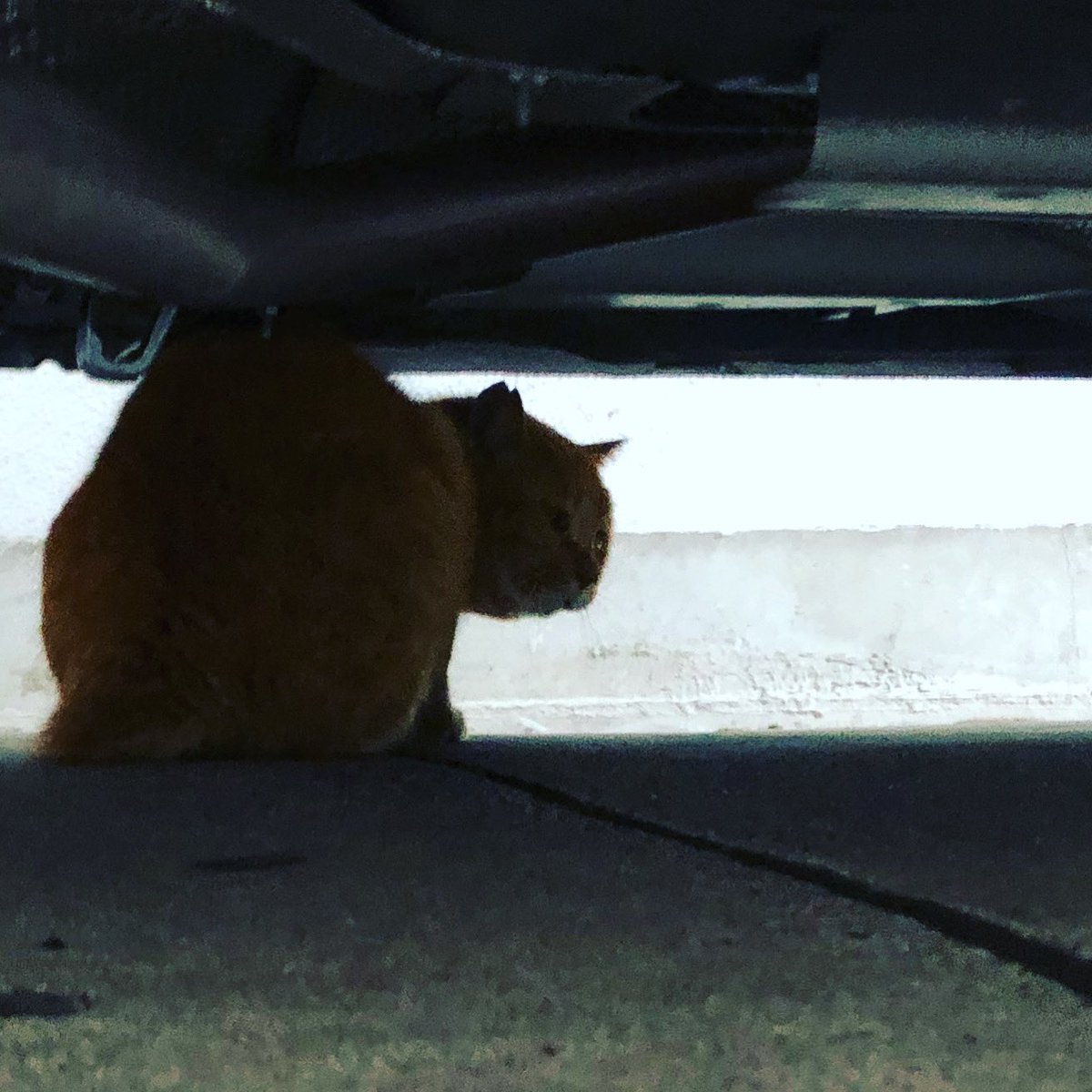 猫 ねこ 横丁
