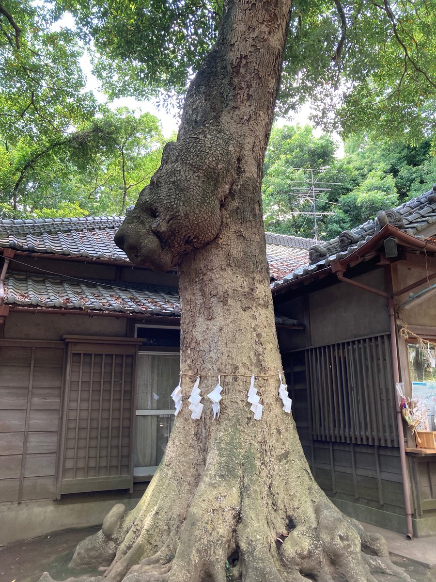 fwkd7615's tweet photo. 諸国一宮ラリー東海道編。氷川女体神社に行ってきました。大宮の氷川神社と対になる。武蔵国の一宮です。竜の横顔と言われる立派な杉の木があります。
＃氷川女体神社
＃テクテクライフ https://t.co/KEqeQ0Z4Tp