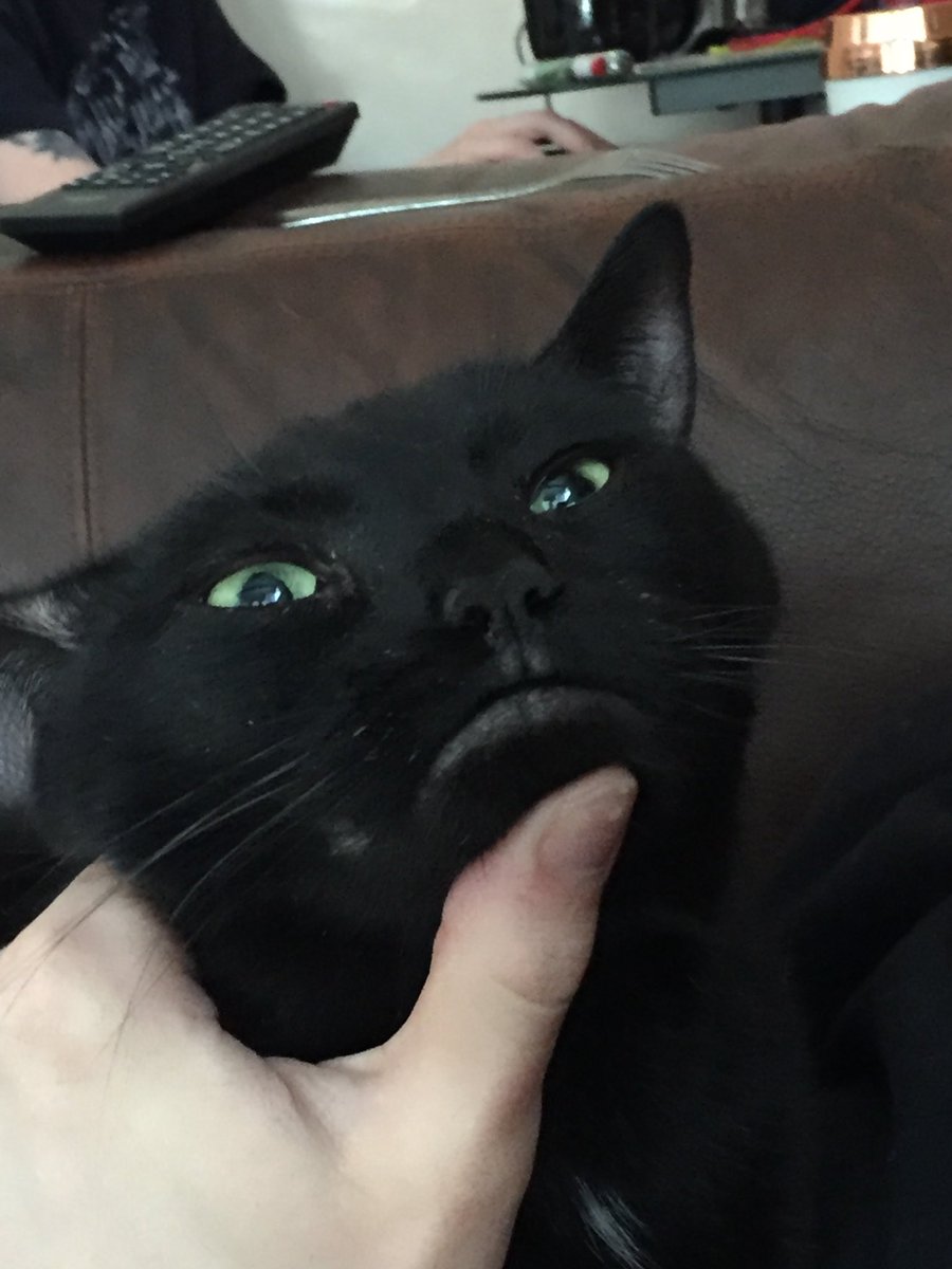 deth_bb's tweet photo. @manapool_ he was such a special sweet cat who screamed a lot for food on the morning https://t.co/VqrEnfwYac