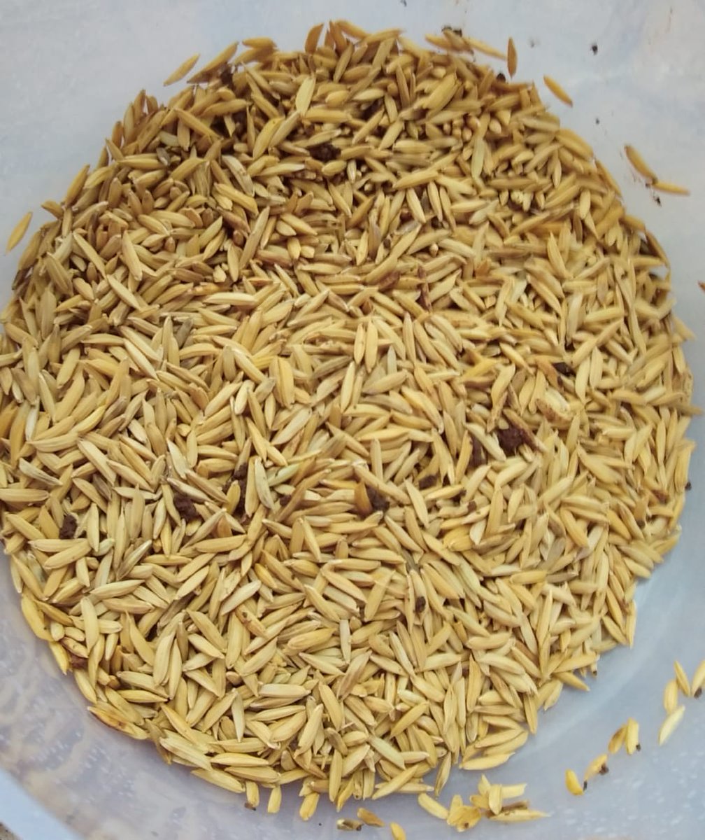 Good morning .Happy 
Wednesday.
Indrayani Mulashi
Rice seeds planted.🙏🙏