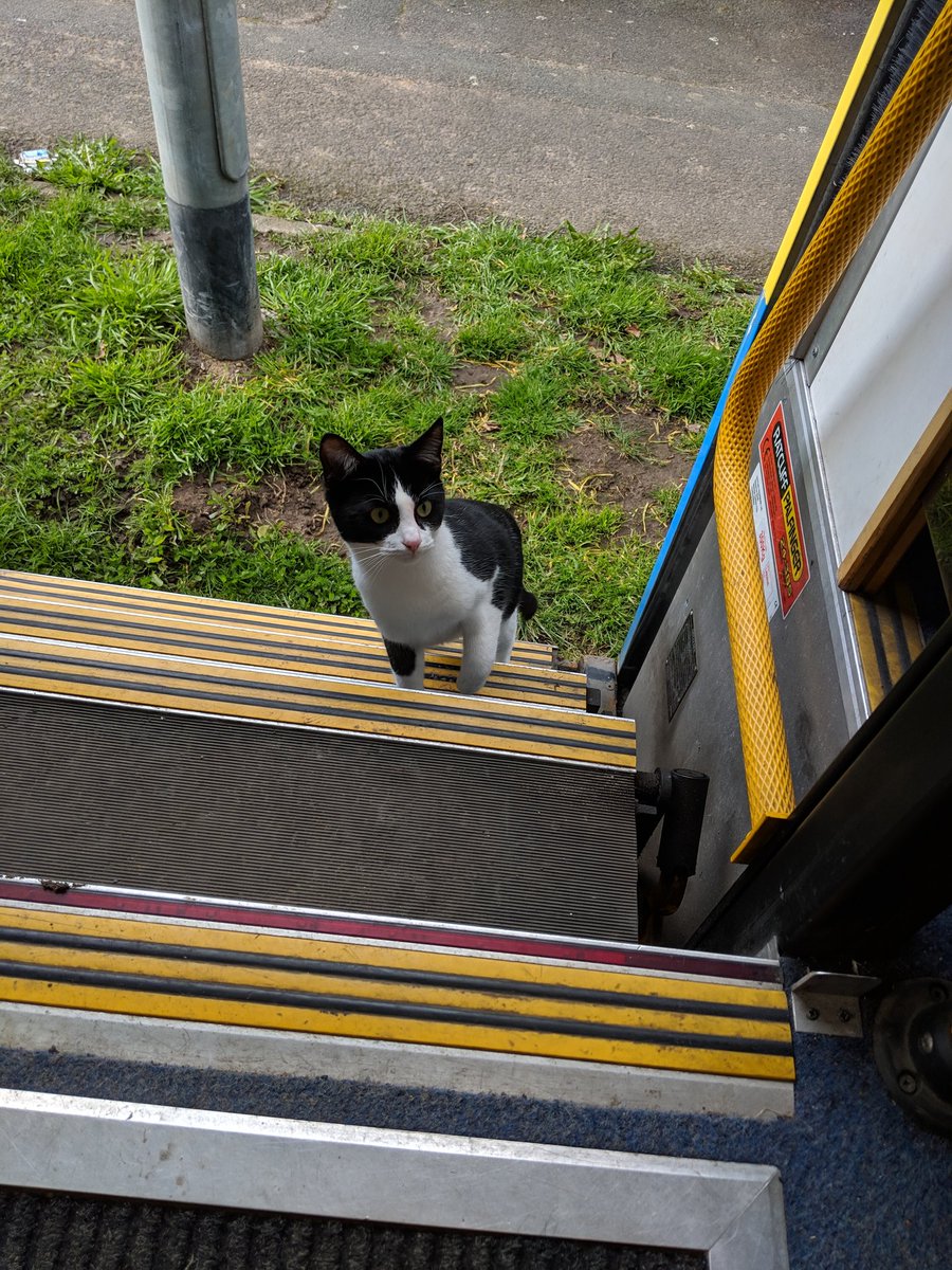 rustyjellybaby's tweet photo. @leedslibraries And this is my stupid cat who used to come on to the bus with us every week. We miss that service so ooooooo much https://t.co/VAK3gVYfZQ