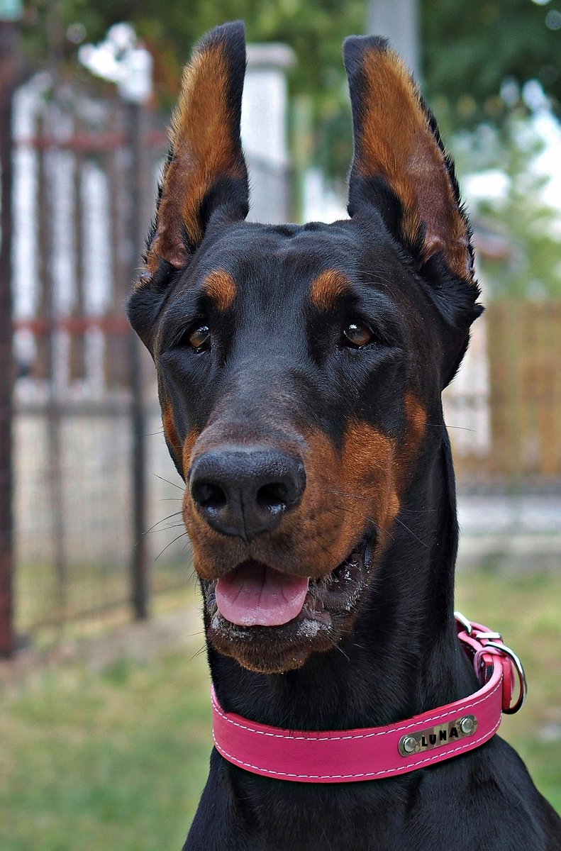 Canineology1's tweet photo. The Top Signs Your Dog Needs a New Collar 

https://t.co/mqFrucVY4g 

#dogsoftwitter #dogblogs #dogsofcanada https://t.co/clLOuCe9RF