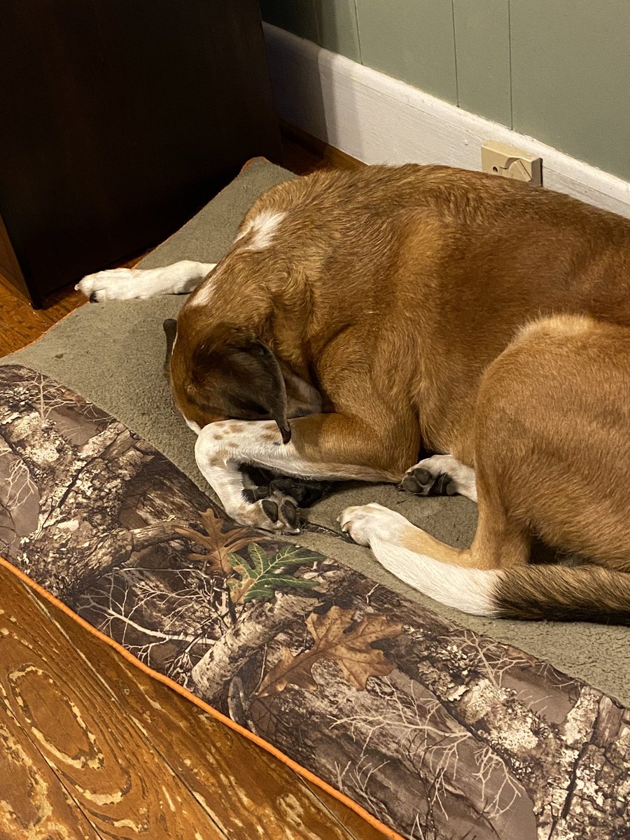 stephanies_531's tweet photo. Skiff hiding from the vacuum today. #dogsoftwitter #walkerhound https://t.co/VfRE7YRSdP