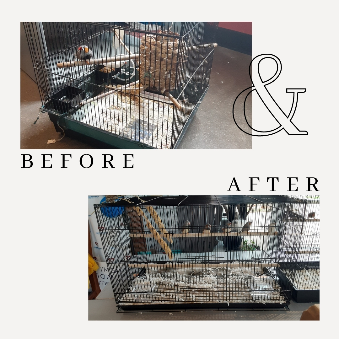 Check out this amazing before &amp; after of this bird cage upgrade! Because of our generous supporters, these Zebra Finches can be clean, happy, and healthy! #Birds #animals #ShelterLife #HSCTX