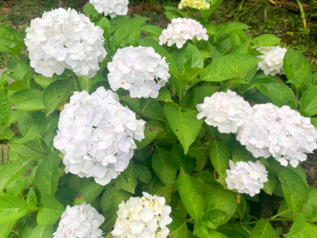 鎌倉投信 公式 A Twitter 梅雨の時期といったら 鎌倉本社に入って右手に 紫陽花が咲きました 昨年 咲き終わった後に剪定をしたことで今年は大きな花を咲かせました 手入れをした分 しっかり成長してくれる草木は愛着が湧き より手入れに力が入ります