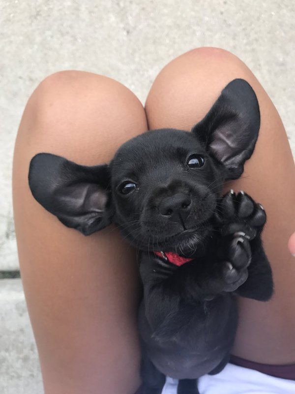 dog_rates's tweet image. This is Bear. She can hear a butterfly burp from half a mile away. 12/10 would alternate boops and belly rubs