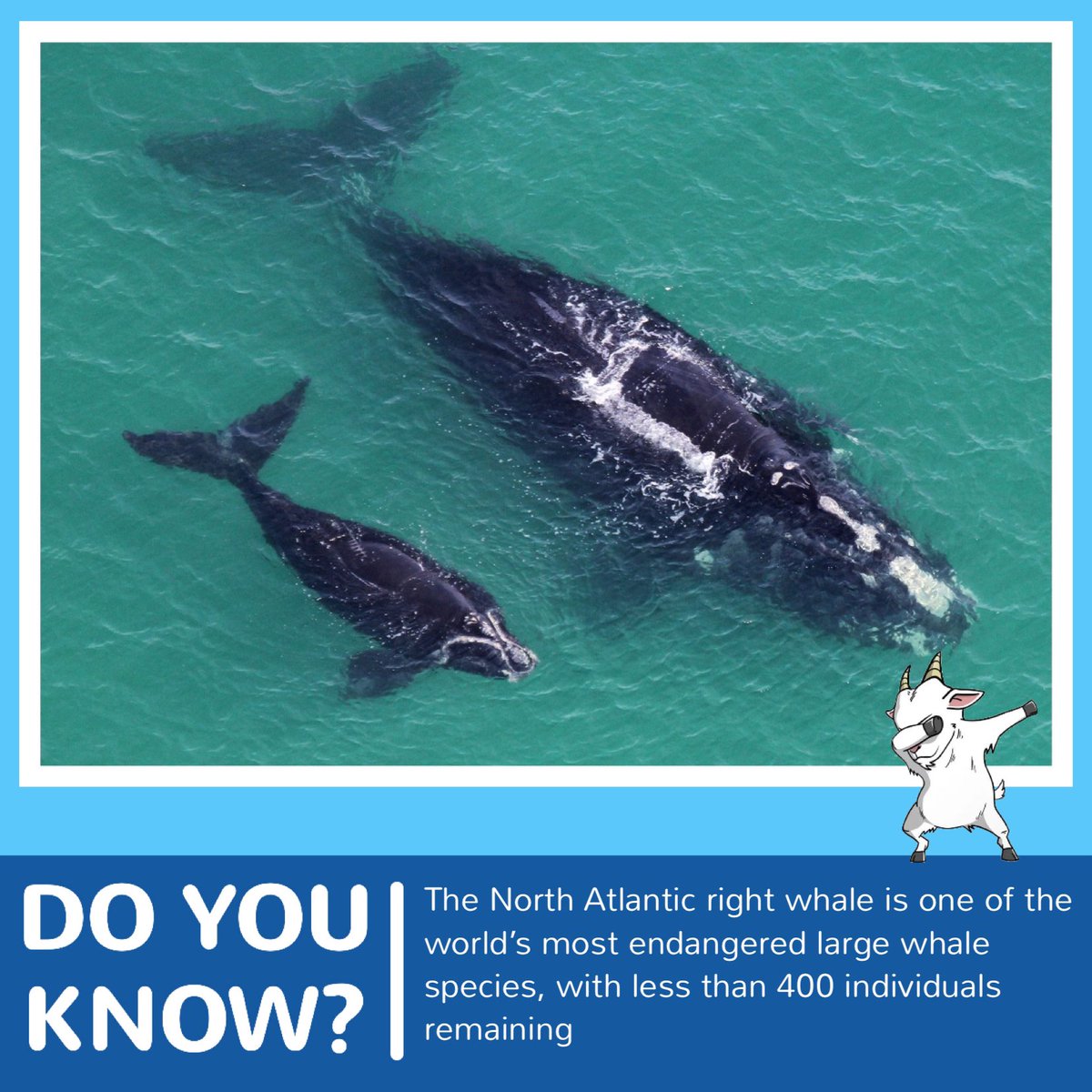 AquaBsc's tweet photo. 1/2
ANIMAL OF THE DAY:
THE NORTH ATLANTIC RIGHT WHALE, please check out this post to see why the North Atlantic Right Whale is so important.
#AquaGoat #WorldOceanDay #Protect30x30 #OceanWeekWithAquaGoat #SavingTheOceanWithAquaGoat https://t.co/8v2AK36U5U