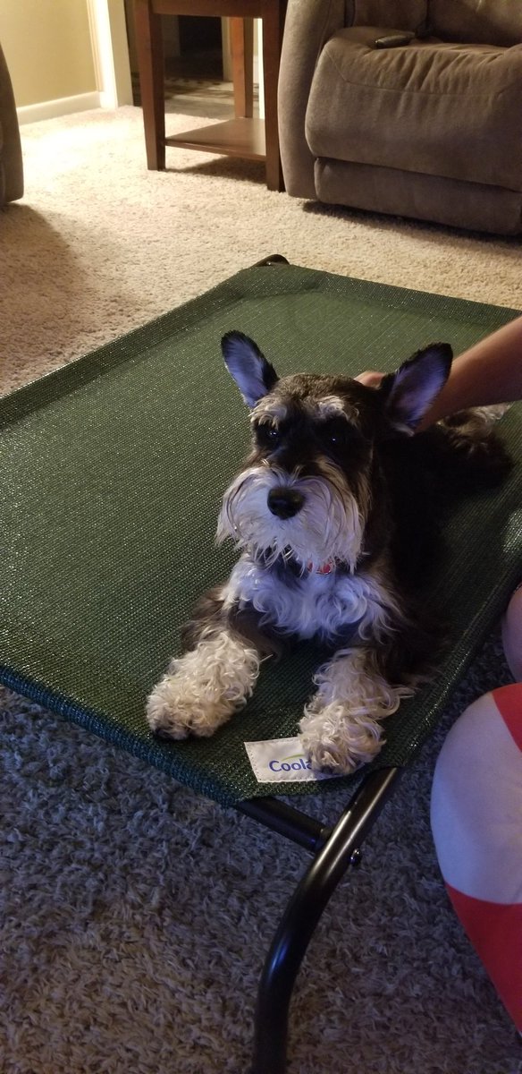 JRHX28183's tweet image. My baby enjoying his new @Coolaroo !! It's so hot outside, this feels great!! #minischnauzer #SchnauzerGang #dogsoftwitter