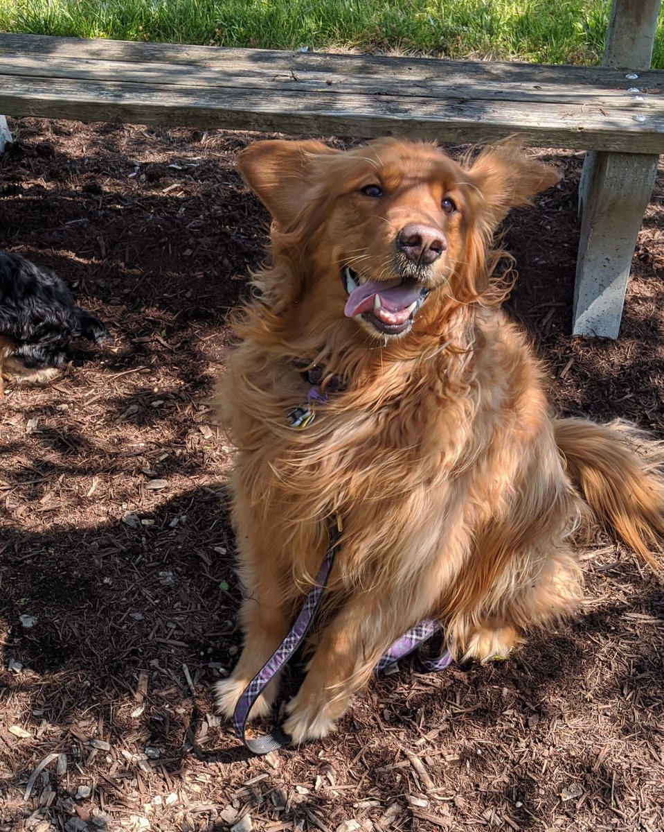 Help my Meli win the Columbus cutest dog contest!!!!! Thank you ☺️🐾 #cutestdog
614-now.vote.dog/cutest-k9-2021…