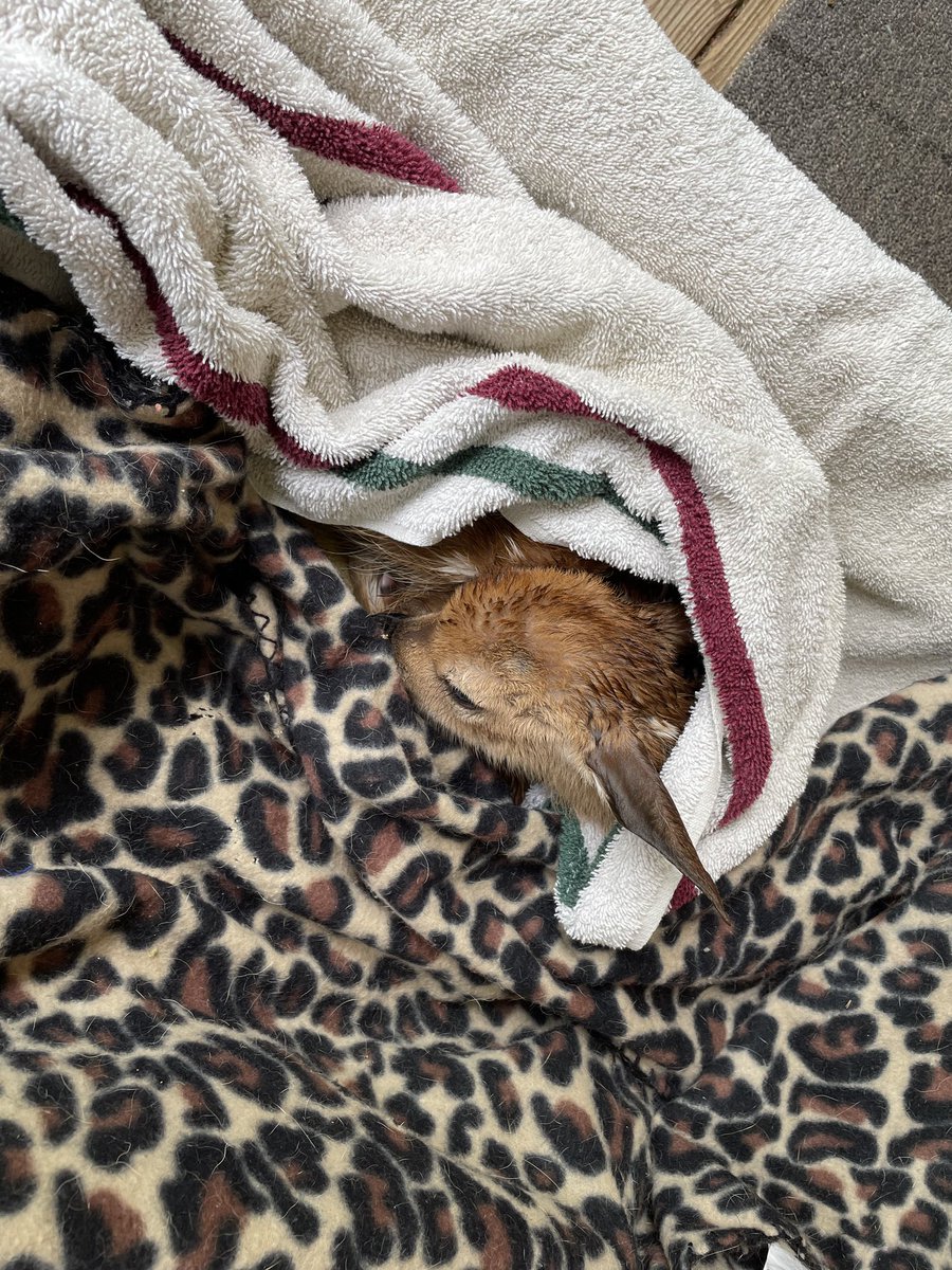 Stop Defending the Pedo in the White House tweet media