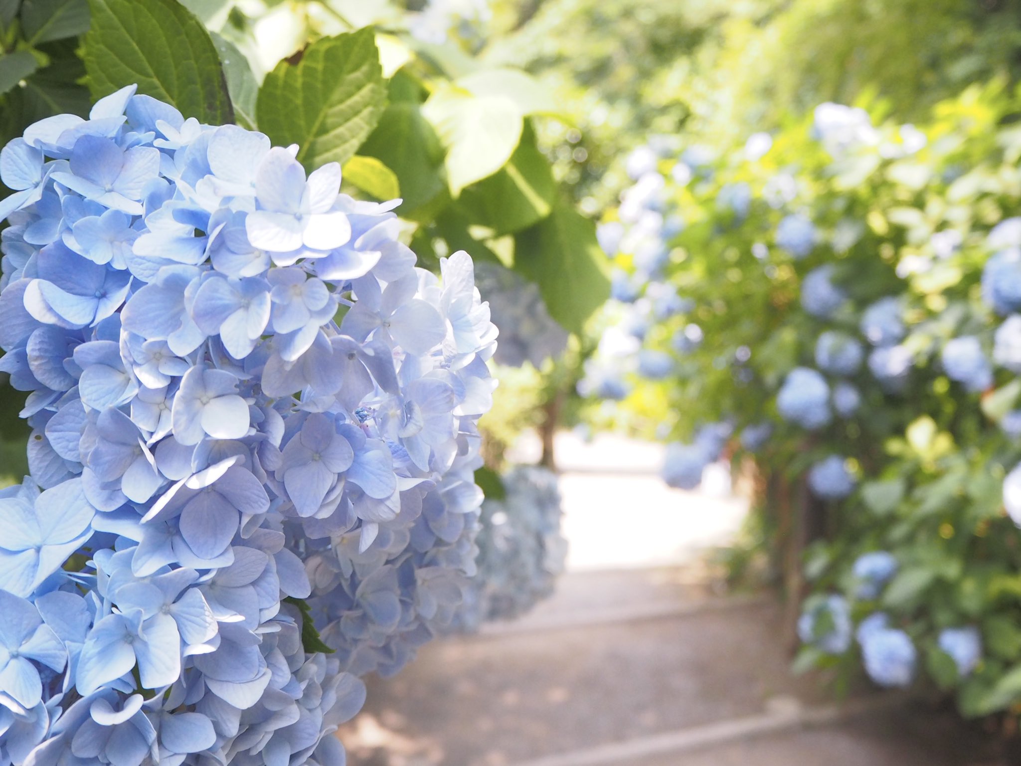M 青の紫陽花の花言葉は 辛抱強い愛情 夏のハイドレンジア T Co 3failwqw4m Twitter
