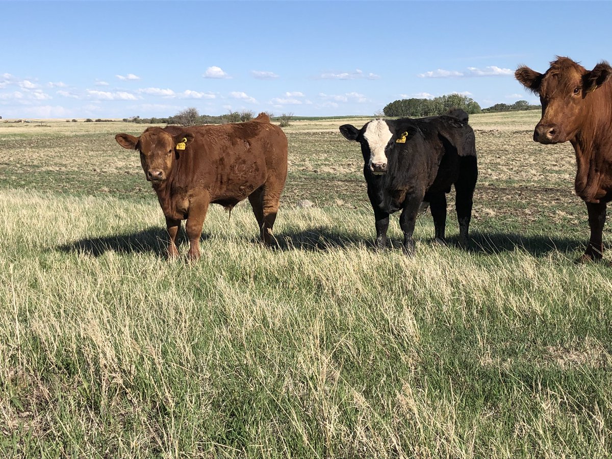 Nice evening to check cows!