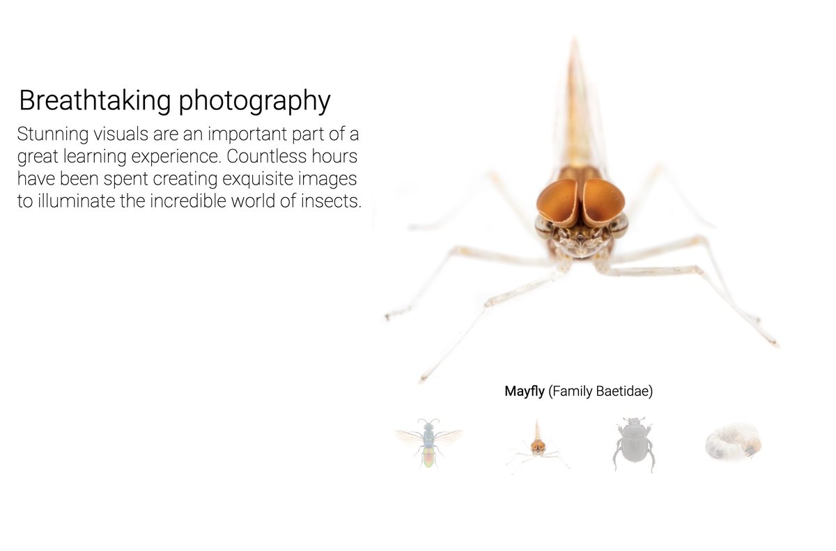 Newman_lab's tweet photo. We are abuzz! Breathtaking insects soon at your fingertips. Incredible presentation by @bugdex tonight in Field Ecology @BIOL4410 about the upcoming App for insect ID that is a stunning example of Art + Science + Outreach, check it out!  Thank you Dave &amp; Charles! #SciComm #ArtSci https://t.co/1I4Cvao34Q