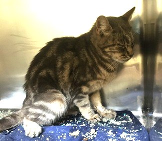 NYCDEATHROWCATS's tweet photo. GOOP NEEDS YOUR HELP TODAY! Garage cat who looked sick. Bloodwork showed slightly elevated globulins. Hx circling, ataxia, head tremor, not noted on exam yesterday morning. Yesterday evening, pt seized for approx 10 seconds, and was very dull afterwards.

https://t.co/mxm7TcT16T https://t.co/XLpIpN4RIO