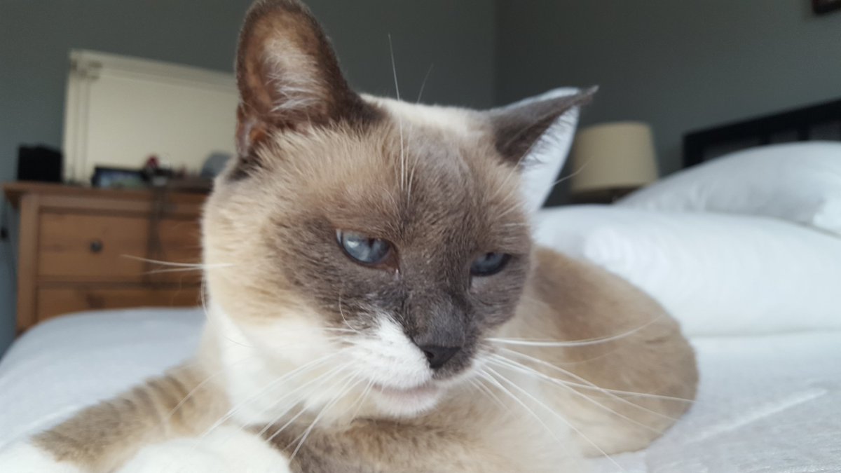 Lisa Ayres tweet media