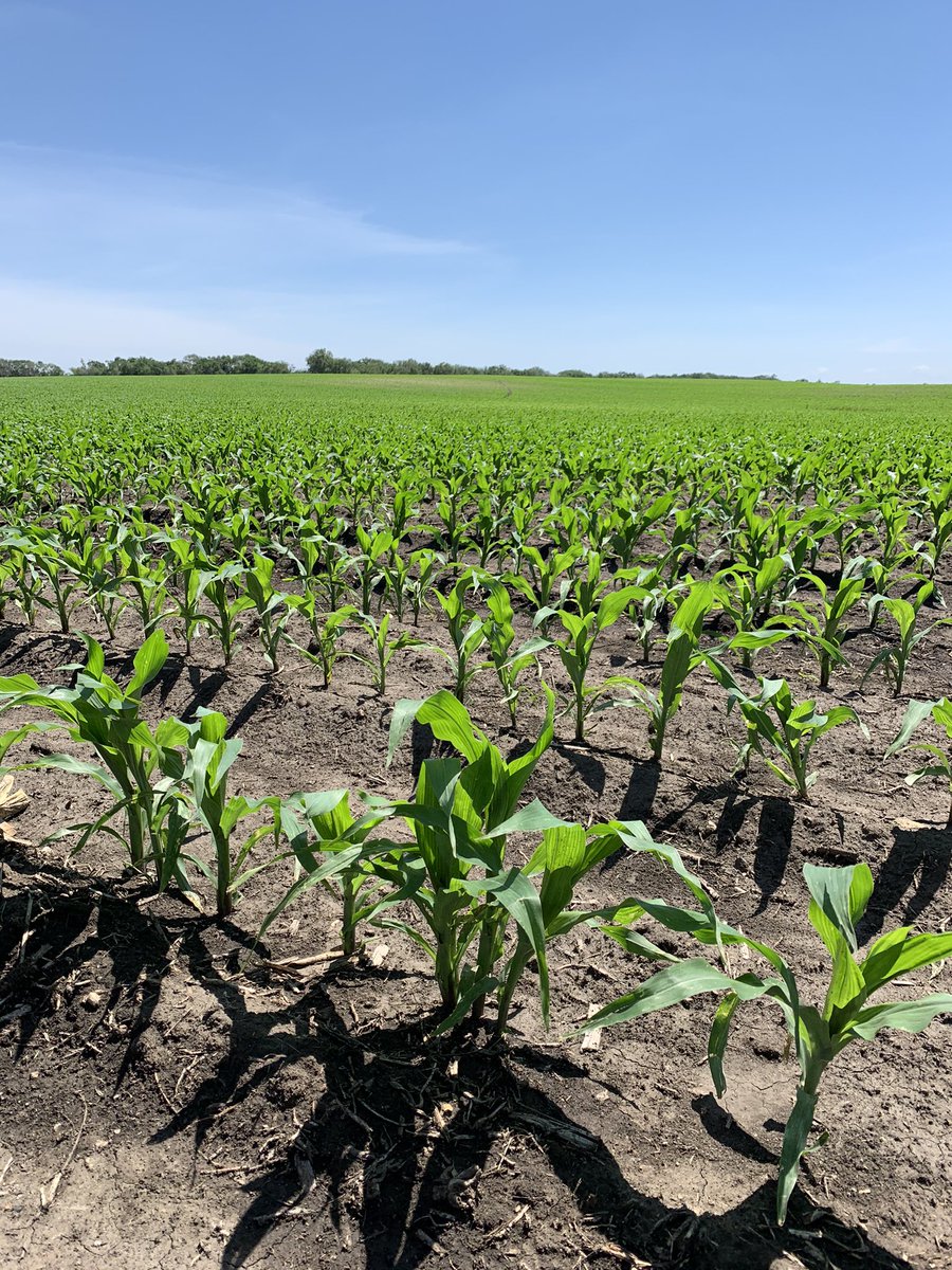 This was the most beautiful sight after 10 days of checking wind/frost damage and replant situations, now hail from drought-busting thunderstorms. You never know what ND will throw at you. 🌽🌱💕  <a href="/GldnHarvest/">Golden Harvest Seeds</a>