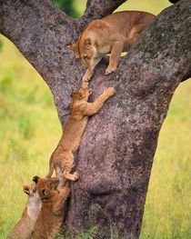 🦁Da RT y Fav
🦁Sigue a quién dé RT y Fav a éste tweet
🦁Utiliza el hashtag #YoSoyAmigoDeLaLeona
Sigue@tdoloqbrilla@milushkadiaz@SalvarMonica@IrvingSanz21 Sigo a todos 💯