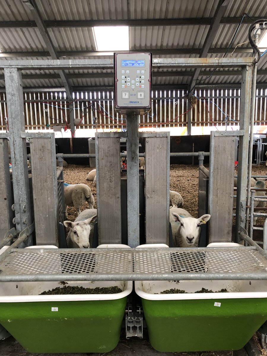 After 1 year delay, <a href="/BritishTexel/">British Texel Sheep</a>  cross lambs now on site <a href="/SRUC/">SRUC</a> and being recorded for individual feed intake. CT and ultrasound scanning this week, and after 6 weeks on trial, to assess body composition changes &amp; rumen volumes. Which lambs will be most efficient?