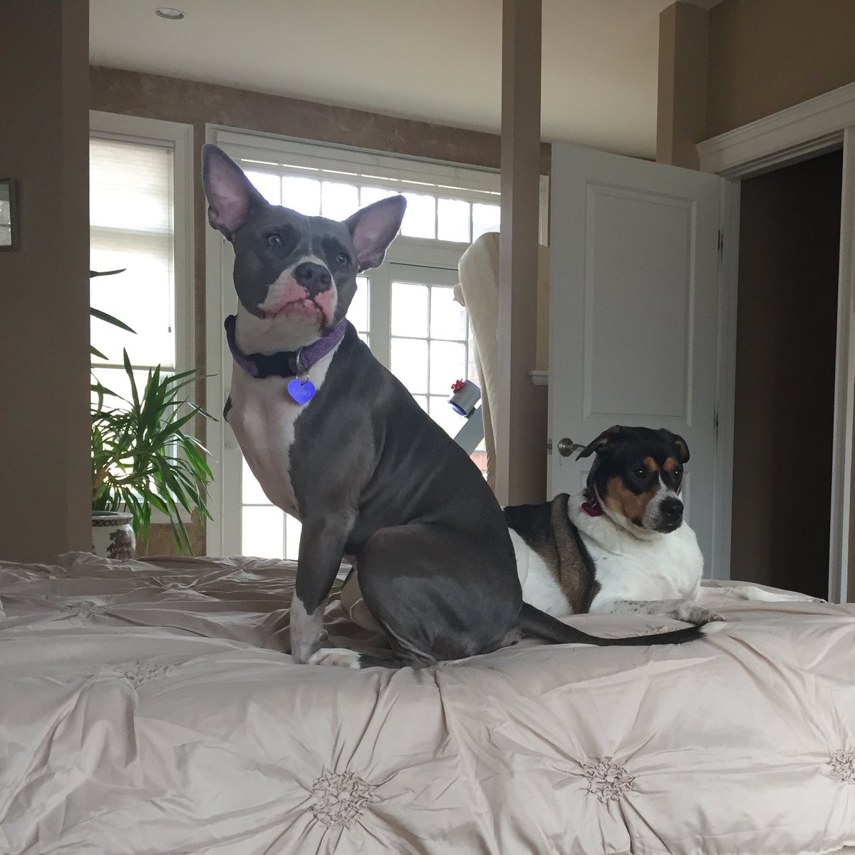 Milo’s Mom (@mil0rescuedme) on Twitter photo 