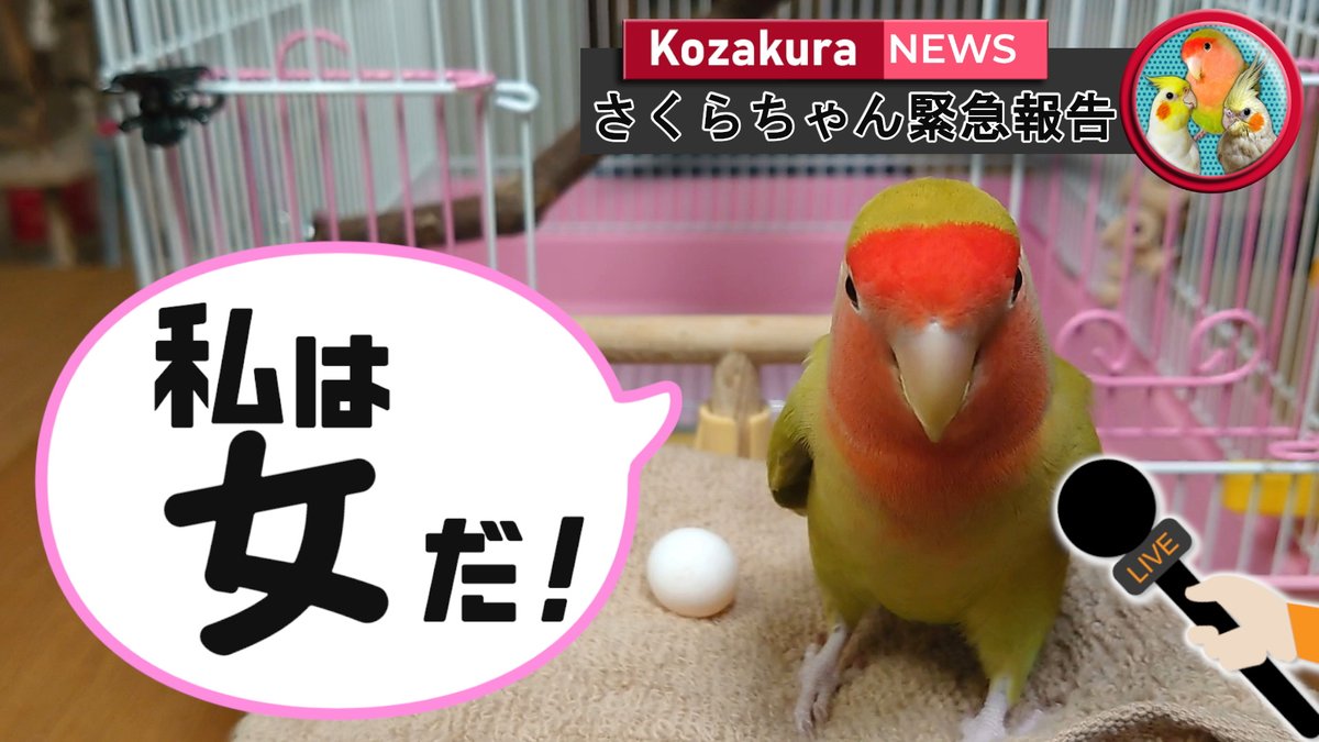 小桜さくら Youtubeを更新しました さくらちゃんの重大ニュース さくらちゃんの性別判明 T Co Glkhr4a5ht コザクラインコ オカメインコ コザクラかわインコ協会 インコ好きと繋がりたい 鳥好き 鳥好きさんと繋がりたい T 小桜さくら Youtubeを更新しました さくらちゃんの重大ニュース さくらちゃんの性別判明 T Co Glkhr4a5ht コザクラインコ オカメインコ コザクラかわインコ協会 インコ好きと繋がりたい 鳥好き 鳥好きさんと繋がりたい T