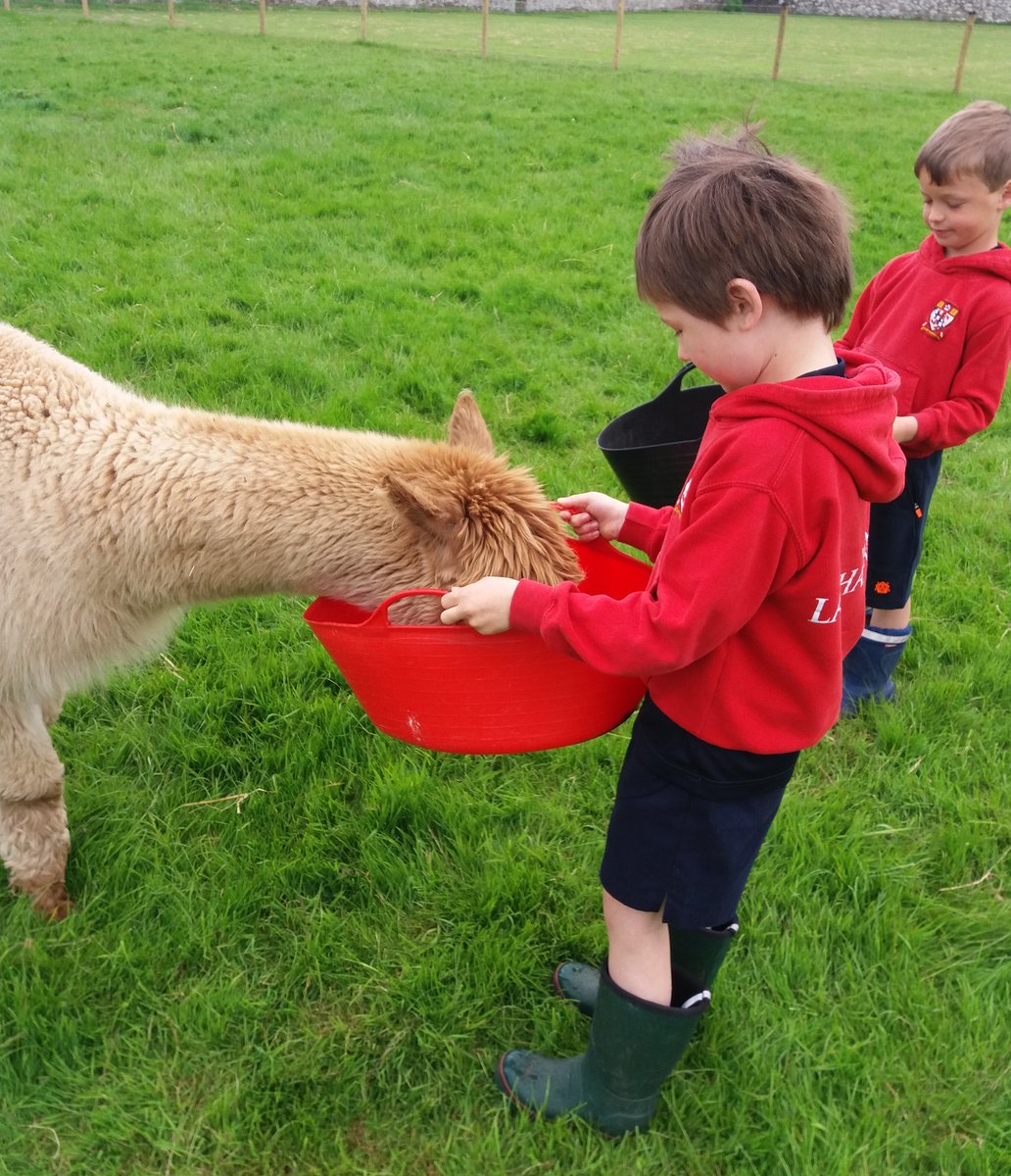 LathallanSchool's tweet image. Tuning into the @ScotlandRHShow action - showcasing the very best of farming, food &amp;amp; rural life 🍃🚜

📸 J1/2 pupils have been putting their learning into practice on #schoolfarm duty.

#RHShowcase2021 #TeachingOutsideTheClassroom