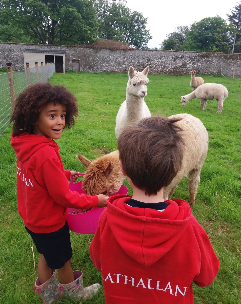 LathallanSchool's tweet image. Tuning into the @ScotlandRHShow action - showcasing the very best of farming, food &amp;amp; rural life 🍃🚜

📸 J1/2 pupils have been putting their learning into practice on #schoolfarm duty.

#RHShowcase2021 #TeachingOutsideTheClassroom