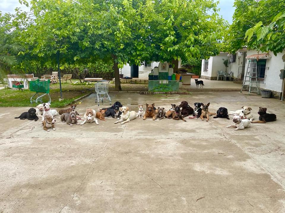 Nuestros compañeros Adrián y Raúl trabajando con la manada y disfrutando al hacerlo!

En este quieto podéis observar juntos a Coco, Merxi, Pepa, Willy, Willy, Afrodita, Max, Lima, Talus, Mia,,,, perros que tenemos internos para mejorar la socialización con perros.

#Lopecan