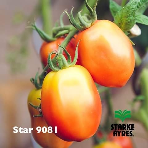 Charterseedsofficial on X: Are you looking for a greenhouse or open field  tomato? Star 9081 is the best and your ultimate indeterminate choice since  it has high disease resistance package,long shelf life