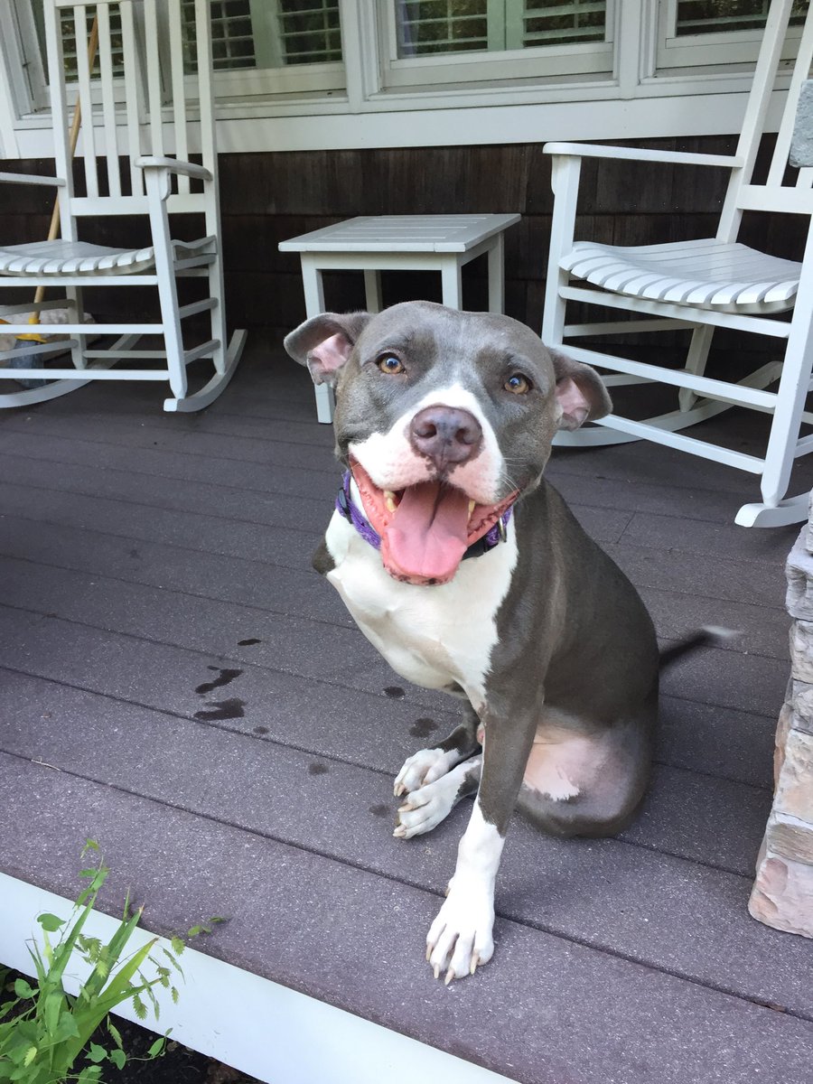 Milo’s Mom (@mil0rescuedme) on Twitter photo 