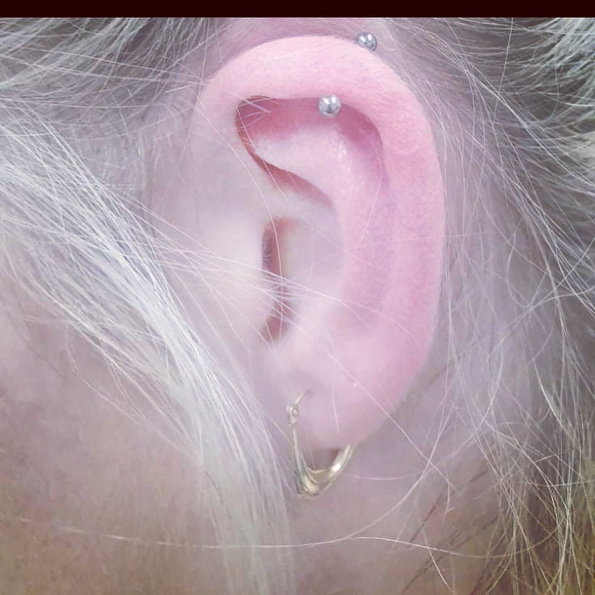 biggpittpiercin's tweet photo. Here’s a few ears https://t.co/r2XGw3iTCr