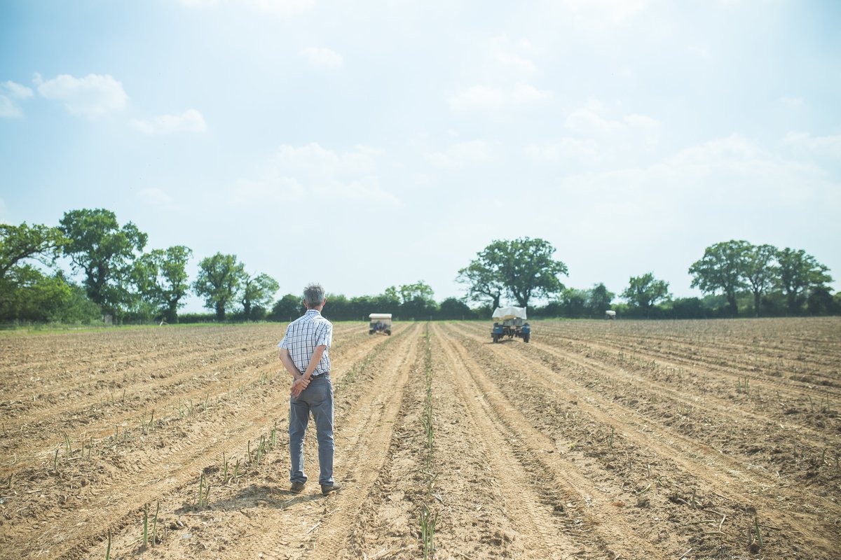 We have started the process of 'closing down' our fields today. If you'd like to have your last taste of Jolly Asparagus for this season, get to your local stockist by Monday 21st June which coincides with Summer Solstice & is traditionally the end of British Asparagus season.