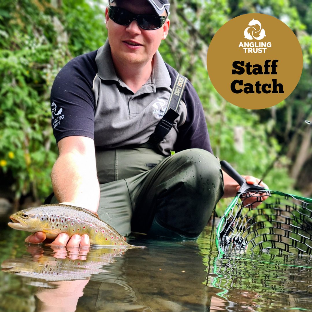 AnglingTrust's tweet photo. Our Building Bridges Project Manager Janusz Kansik with a lovely Wild Yorkshire Brownie caught last weekend.

#StaffCatch

#WeCareBecauseWeFish https://t.co/XDmAM2xm5l