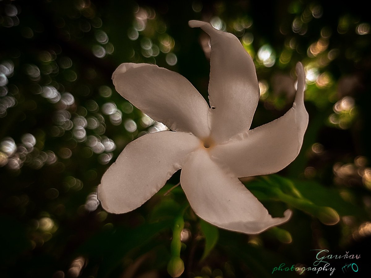 Utkarsh_ig726's tweet photo. #myphotography
#photograghy 
#photographylovers 
#PhotographyIsArt 
#PhotographyIsLife 
#photoshop https://t.co/Qt2rFgzHKm