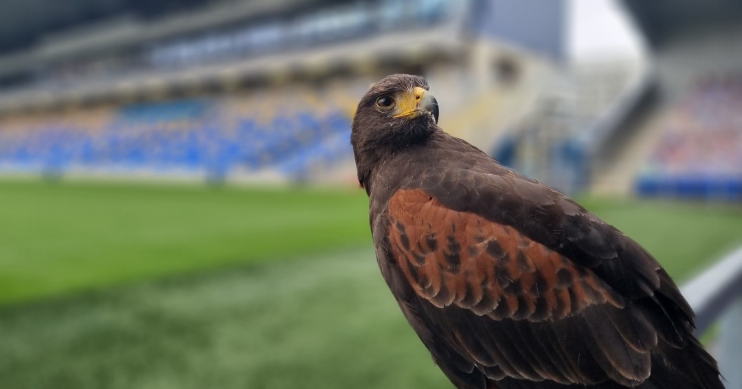PestHf's tweet photo. Yup, no pigeons here dad... I'll just relax here thank you! 
.
.
.
#birdcontrol #harrishawk #pestcontrol #pestcontroller #ukpestcontrol #pestandbirdcontrol #waspsbegone #profession https://t.co/57uvWrP1wy