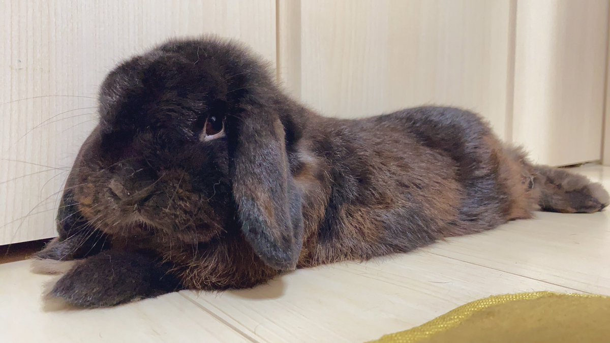 永遠の定番 うさぎのボンちゃん様オーダーページ regio-food.pl