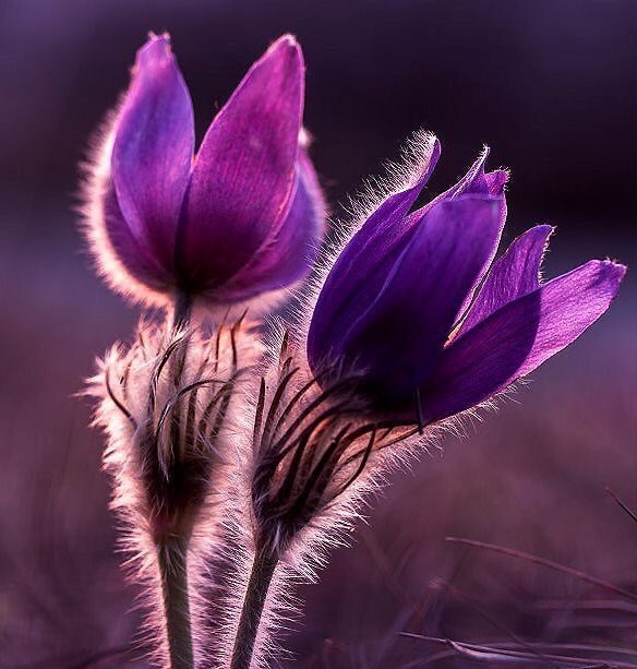 JeanetteEliz's tweet photo. Happy Wednesday Everyone, it’s middle of the week time. 😊 Have a beautiful day. Stay Safe!! 💞🌺💕 https://t.co/ftHb3jfeXe
