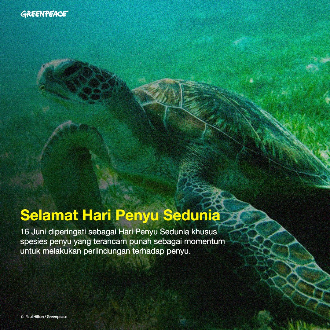 Greenpeace Indonesia S Tweet Tanggal 16 Juni Juga Dikenal Sebagai Hari Penyu Sedunia Khusus Bagi Spesies Penyu Yang Terancam Punah Protecttheoceans Trendsmap