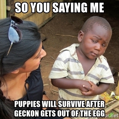 GeckonFinance's tweet photo. When we reach 5000 GECKON will get out of the egg. 🦎
1250 holders now. 🔥
Let's do it! 🚀

#NotYourBasicMemeToken #BinanceSmartChain #BSCGEM #GECKON #memecoin #pancakeswap #lowcap #cryptocurrency #bep20token #memes2021
 @binancesmartchain @elonmusk https://t.co/Z4ZsZTz89c