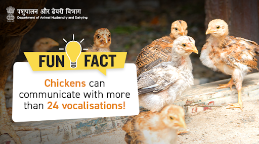 Dept_of_AHD's tweet photo. #DidYouKnow - #Chickens can communicate among themselves, and are capable of creating 24 types of vocalisations - each with a distinct purpose and communicative goal.

#AnimalWealth #NewIndia #PoultryFact #Poultry https://t.co/7LK2G9kFYB