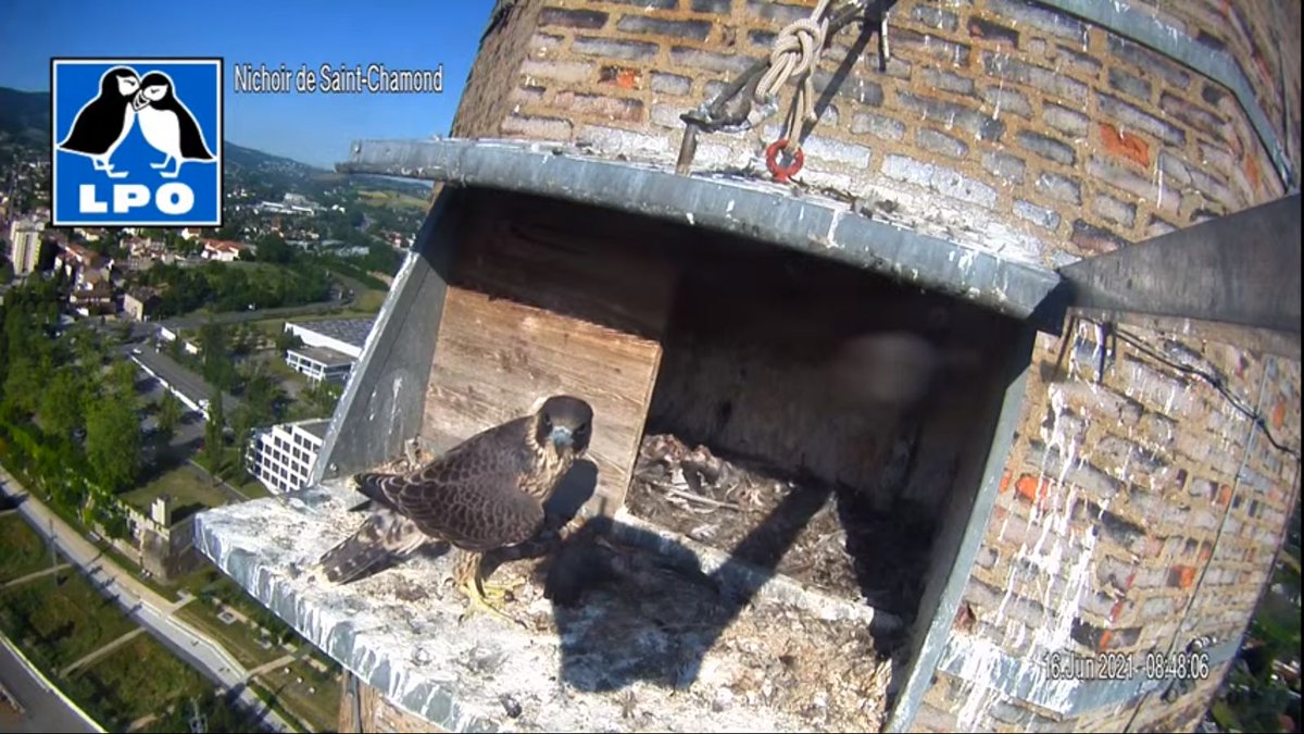 #FauconPelerin #webcam 
🦅💕🦅💕🦅
📣 Probablement plus que quelques jours avant l'envol du dernier fauconneau de St Chamond... A vos écrans ! 💟
👉 bit.ly/359yyaW