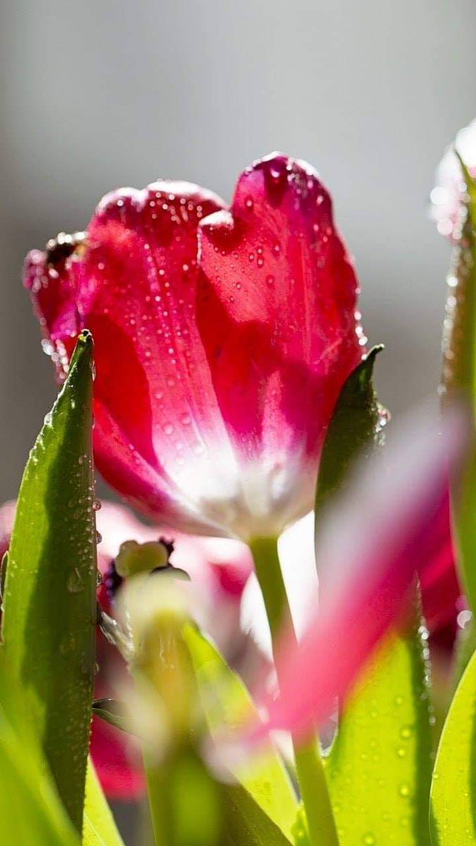 Wednesday beloveds I hope you all have a beautiful day