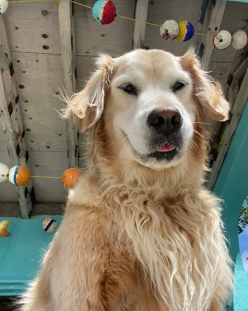 Please send your good vibes to Hopper. Her leg is badly infected and she’s been admitted to the hospital for IV antibiotics and pain management. Lots of tests to come tomorrow and lots of scary possibilities ❤️‍🩹