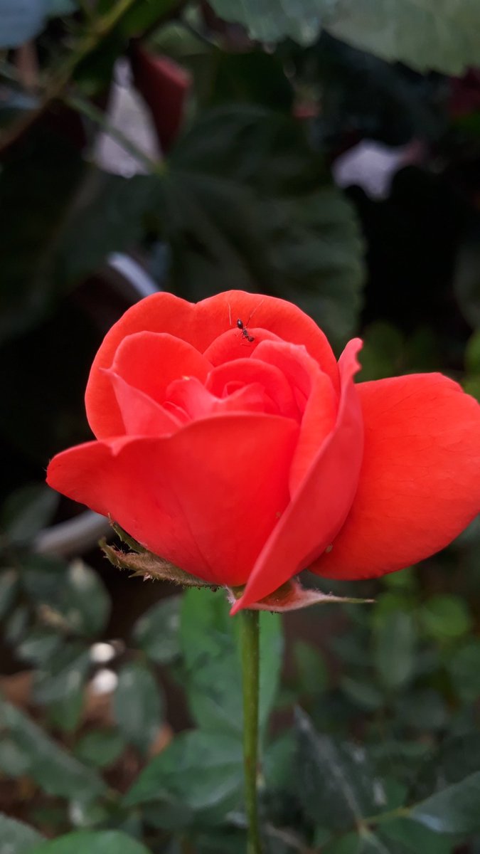 Swane47688833's tweet photo. Good afternoon everyone!!!
#rosesbloom #flowers #flowerphotography
#plandemic #rosescollection
#roses๐ธ #bloominggarden https://t.co/sq7omV0WRx