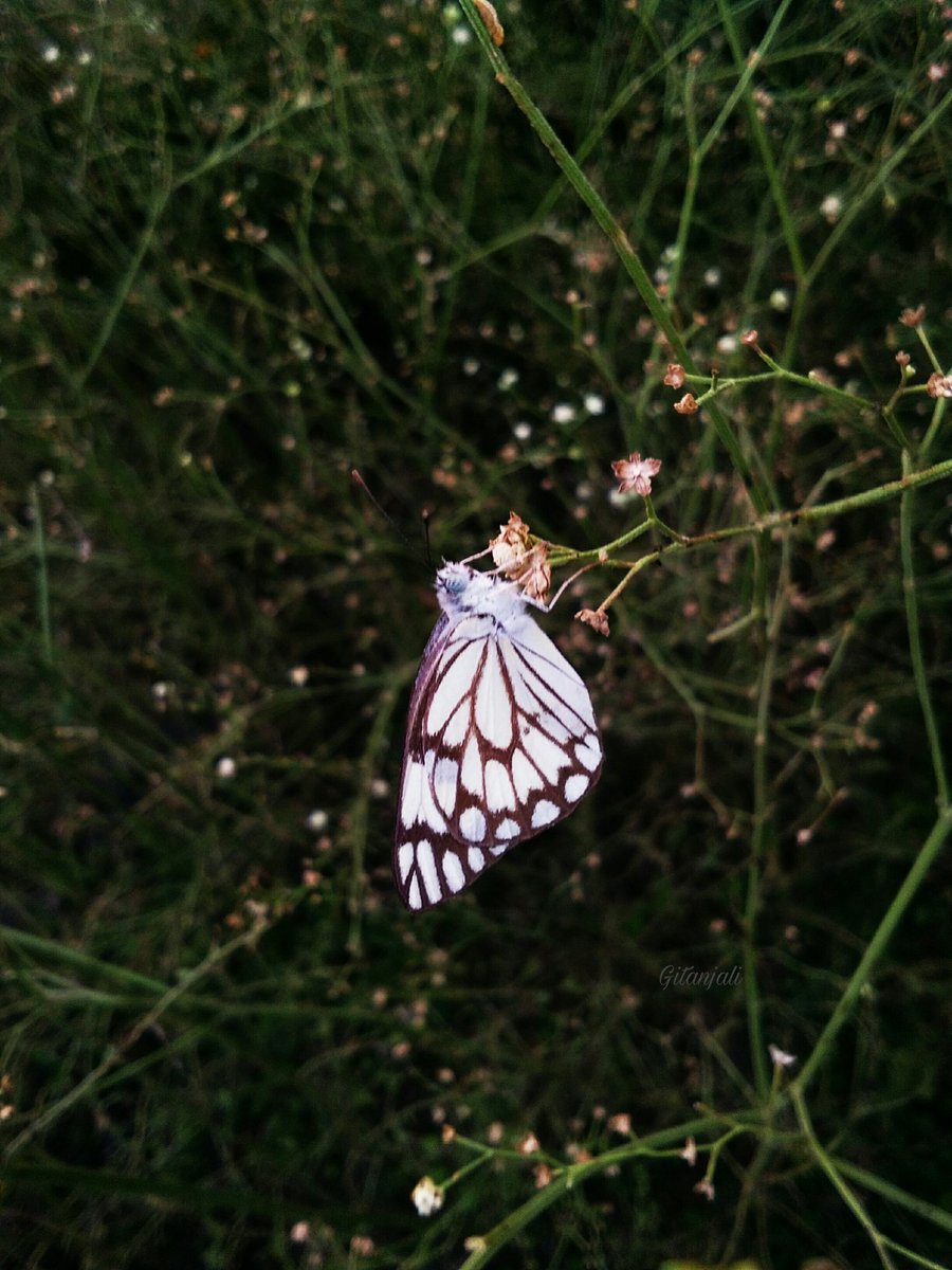 A Pioneer White (Belenois aurota) found in South Asia and Africa.
#IndiAves #Luv4Wilds #nature 
#WaytoWild #hope #butterfly 
#Hope4All #NaturePhotography 
#TwitterNatureCommunity 
#ThePhotoHour