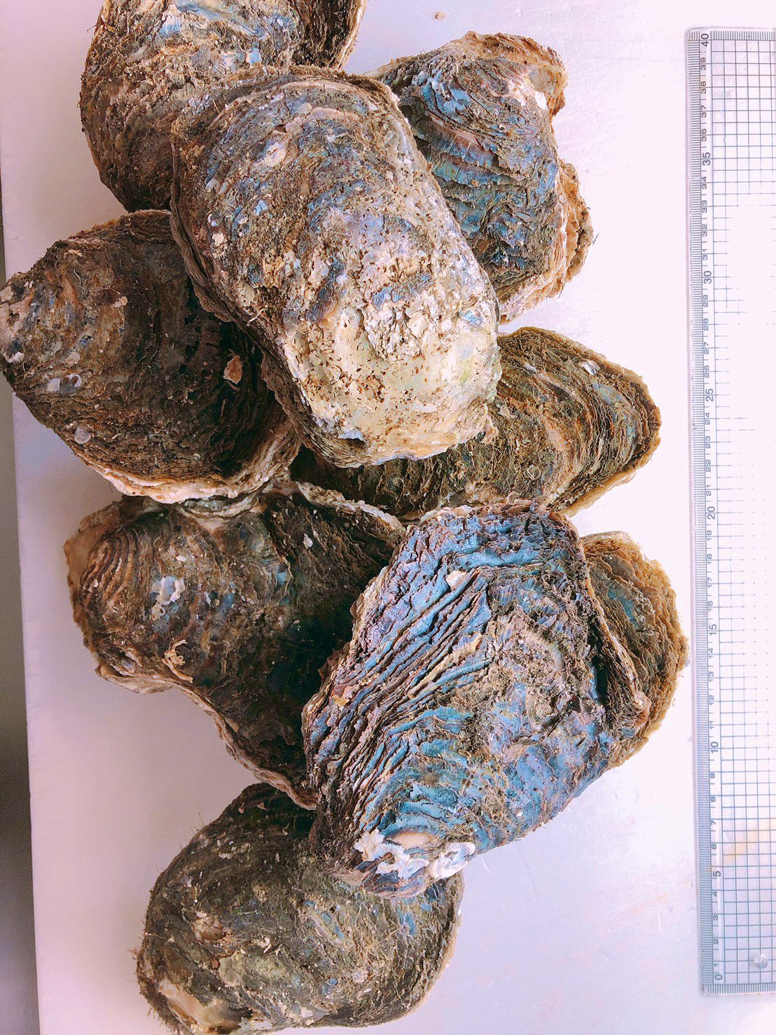 利休 ご好評により 飯岡産年物の 特大岩牡蠣 1300 税別 入荷しました 身がとても大きくてクリーミーさがタマりません 期間限定なので お早めにご連絡くださいませ 0478 8137 千葉県 香取市 利休 飯岡産岩牡蠣 岩牡蠣 特大岩